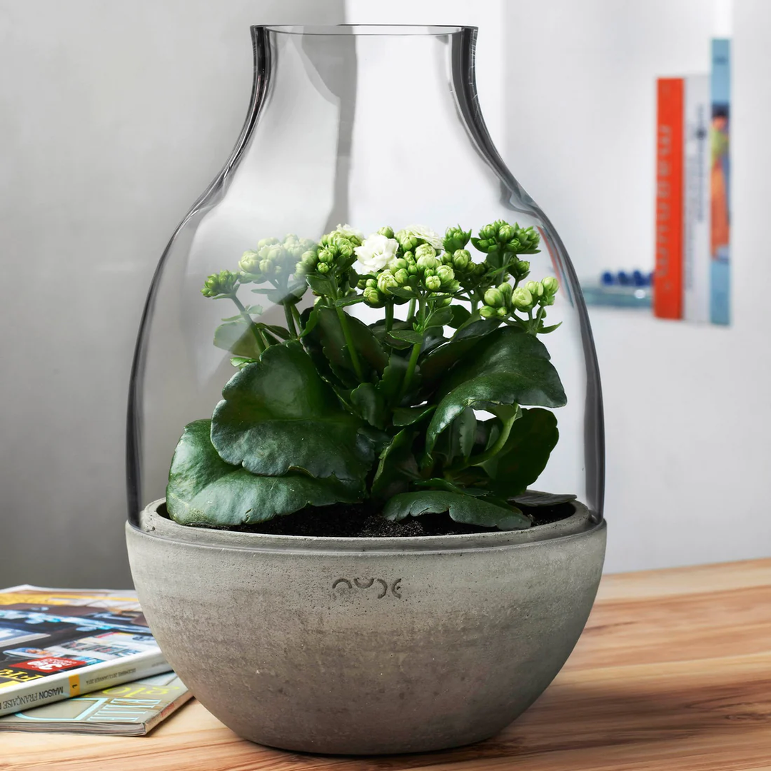 Nude Essentials Eden Mini Terrarium with Molded Concrete Base Clear - Premium Terrarium from Pasabahce - Just $515! 